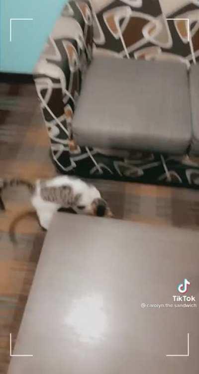 My best friend found a cat in her hotel room. (Not my video it’s my friends)