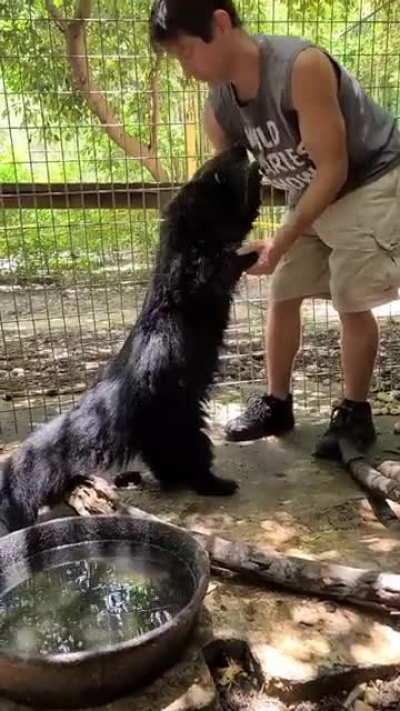 The binturong has a face like a cat; a body like a bear; long, shaggy black hair; stiff, white whiskers; and the biggest, strongest prehensile tail of any animal