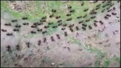 Truce between termites(top) and ants(bottom) with each side having their own line of guards.