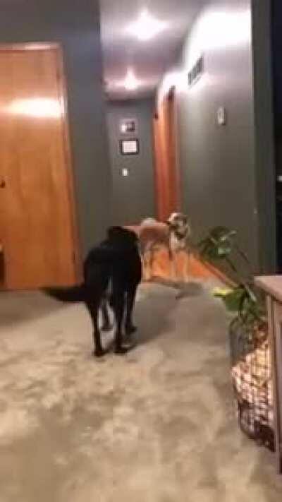 Young dog lays toys for older dog so it can join the fetch