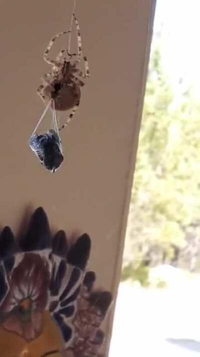 Feeding a giant horse fly to one of the &quot;porch cats&quot;. This is Petunia one of the cat face orb weaver spiders that calls these people's porch home. These guys are smart and build their webs near light sources and are pros at diving into jars apparently.