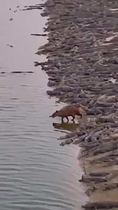 🔥 A capybara standing peacefully amid hundreds of crocodiles