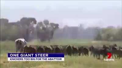 A giant cow 4 times the average size of cows