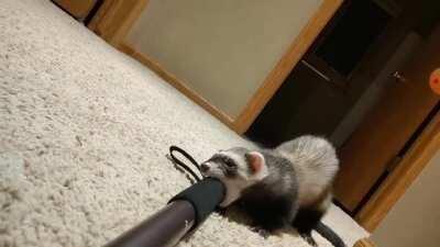 My friend's ferret is obsessed with her selfie stock which culminated in this delightful video.