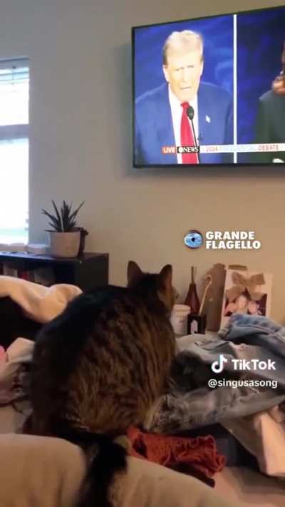 Weird guy on TV freaking the cat out