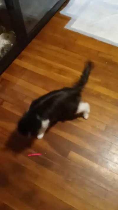 A cat playing with a laser pointer