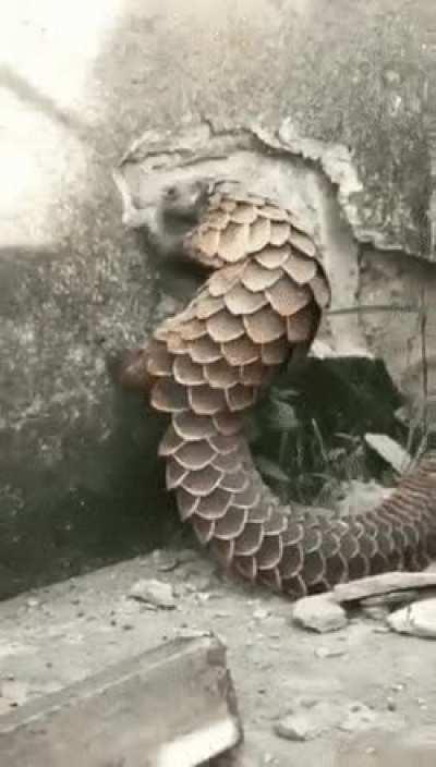 Pangolin destroying a wall