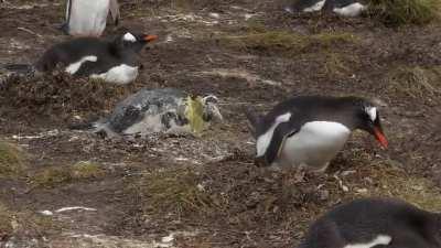 Penguin poops on his friend