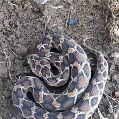 🔥 A Saw Scaled Viper In Defense Mode looking Awesome!