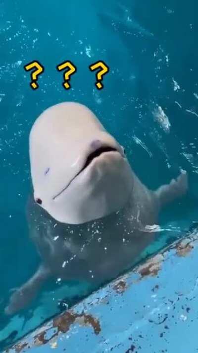 Clever dolphin