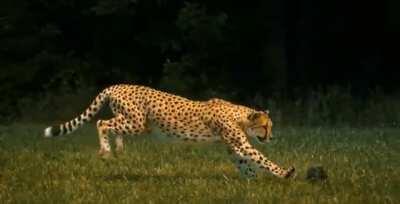 The head stabilization of cheetahs while running.