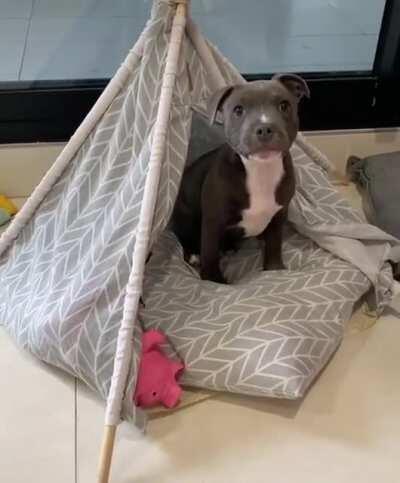 Making his teepee comfy