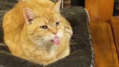 Stinky demonstrates his orangeness with the largest blep we've ever seen