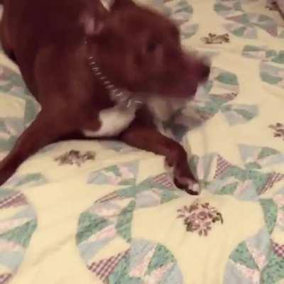 Dog gets the zoomies when her owner comes home