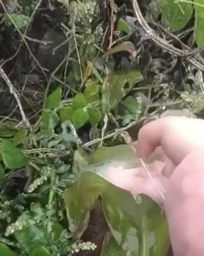 Peeling the ice off a frozen leaf...