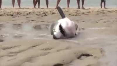 People rescuing a Great White Shark that beached itself chasing a seagull. Filmed on Cape Cod, Massachusetts (2015)