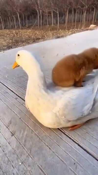 Duck rider