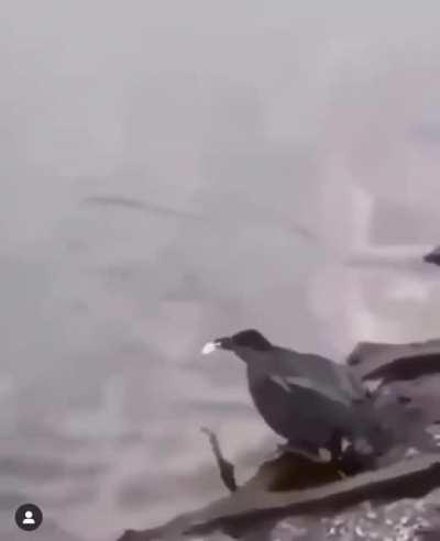 This bird is using a bait to catch fishes. Notice how he picks it up when the bigger ones are swimming towards it, understanding that they are too big to catch. Some animals intelligence is really fascinating.