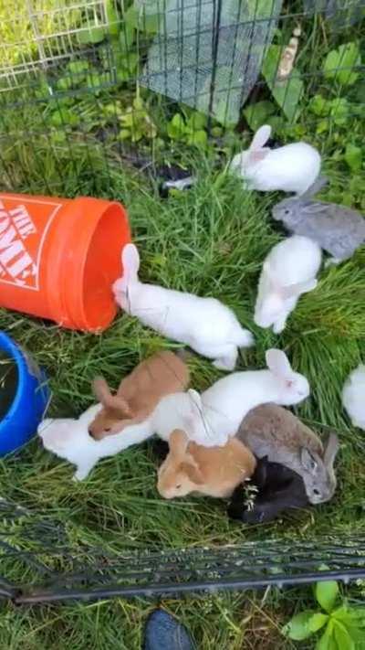 Wiggly Popcorn Babies - I think I need a bigger outside pen... 