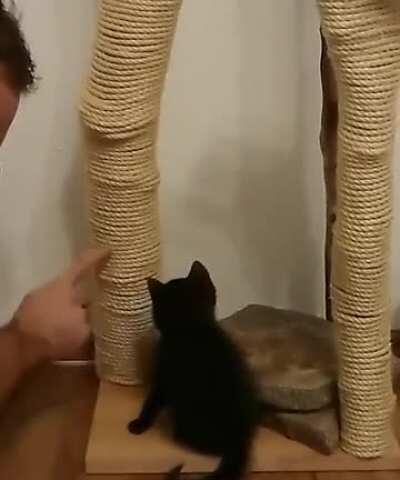 Teaching kitty how to use the new scratching post