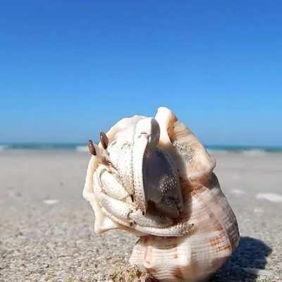 Hermit crab saying henlo