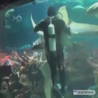 Diver dances with shark