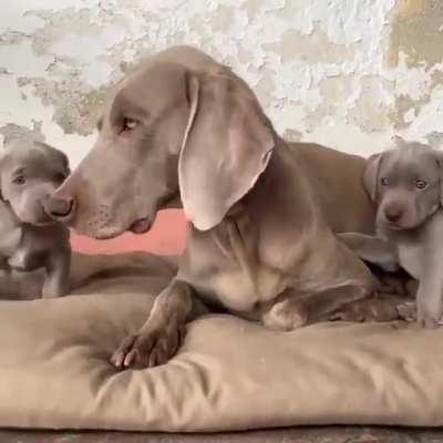 Munching on mama's ear