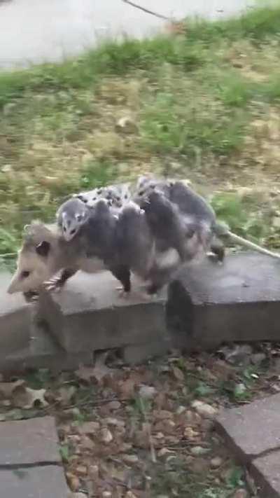 Posting again because my first post was removed. Please enjoy this family that passed by my front window - too cute to not let the people of Reddit see! [OC]