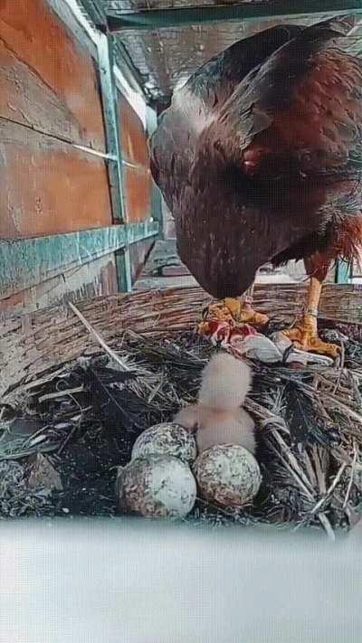 Falcon feeding its young one...