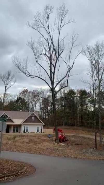 Dead tree completely falls apart when it hits asphalt