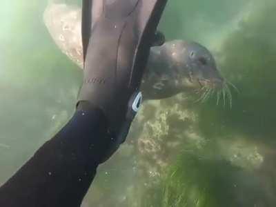 🔥 Seal checking out human's snorkeling gear