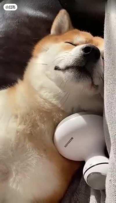 Shiba Inu is good at enjoying