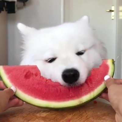 Good boye eating watermelon