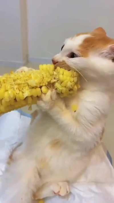 I F'in love corn