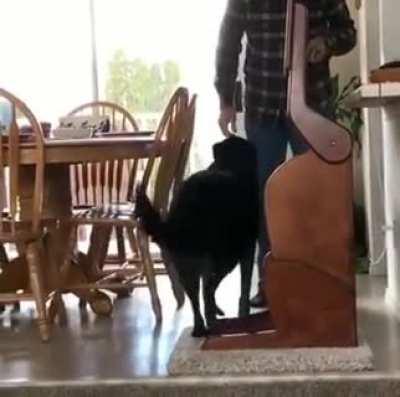 This special high chair for a dog who has a condition that makes it hard to get food down