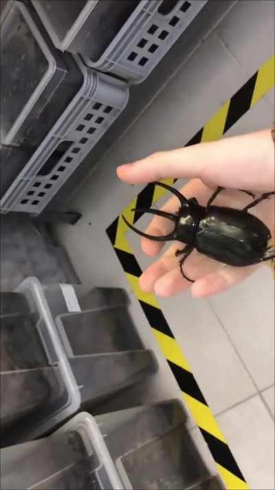 A Hercules beetle, one of the largest flying insects in the world . Listen to the sound of its wings