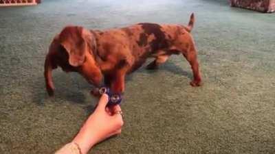 Dog tries to figure out how to use that thing