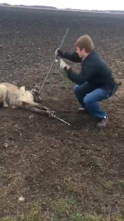 Timber Wolf released