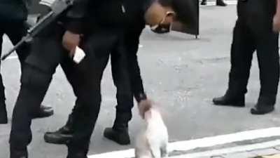 Police can't stop petting cat.