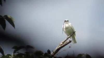 The White Bellbird has the loudest call of any bird in the animal kingdom at 125 decibels. It uses this call for attracting mates. 
