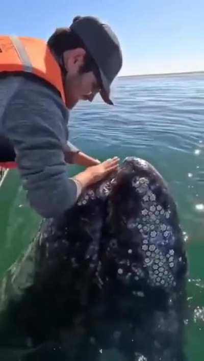 Whale enjoy getting pet and making sound of joy.