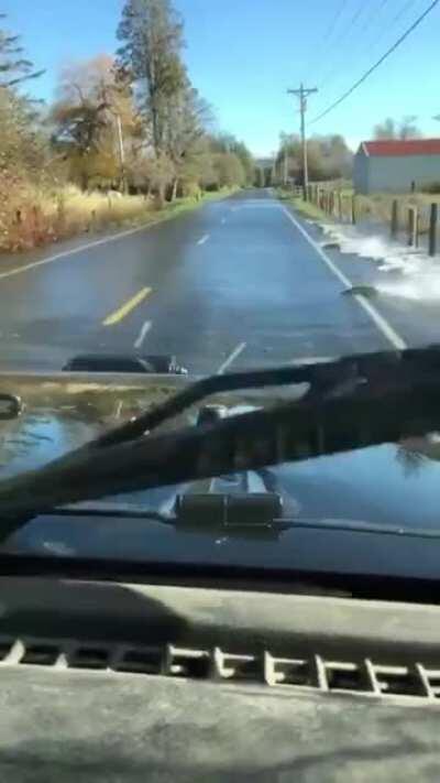 Wonderful video of salmon crossing the road