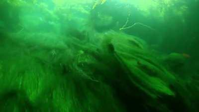 Underwater Motion of Seagrass and Kelp