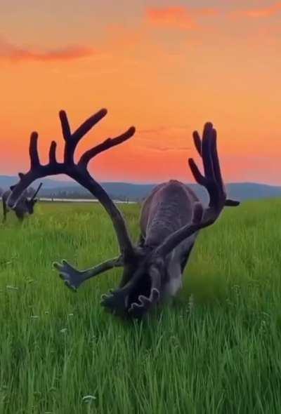 This peaceful scene of an elk eating grass in the early morning