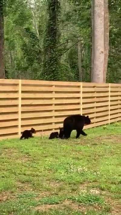 🐻 Mother Bear has her paws full 🐾