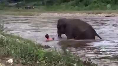 Baby elephant wanted to save the human!