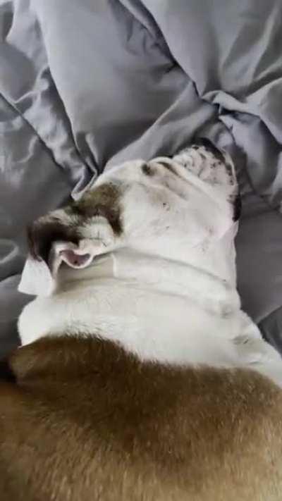 My bulldog snores like a cartoon character