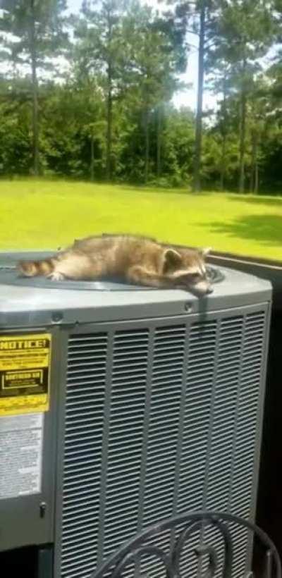 Just a hot lil boi cooling off