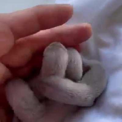 If you've never seen 3 Day old ferrets well here ya go~!