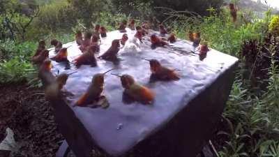 This Hummingbird community birdbath.